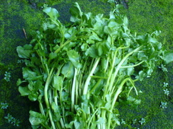 Foto sayuran bernama jembak